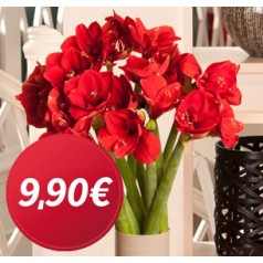 Miflora: 8 AMARYLLIS Blumen für 9,90 Euro zzgl. Versand