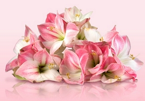Miflora: Cozy Pink (3 Rosa Amaryllis) für 14,95 Euro inkl. Versand
