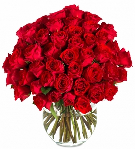 Miflora: 55 Prozent Rabatt auf XXL Rosen – 50 Rosen für 44,77 Euro