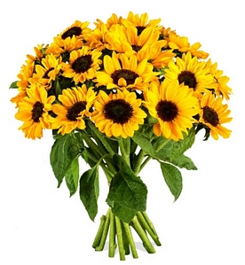Miflora: Blumenarrangement Sonja mit 20 Sonnenblumen