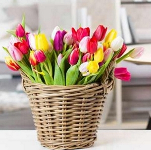 Miflora: 30 Bunte Tulpen – Springbreak für 19,80 Euro