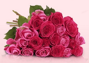 Miflora: Rosenkavalier – ein Blütenmeer aus rosa Rosen für 19,90 Euro inkl. Versand