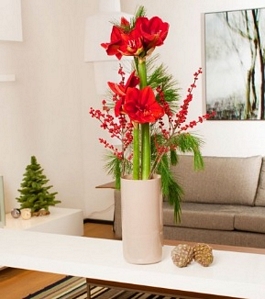 MIFLORA: Glöckchenspiel – Rote Amaryllis, Seidenkiefer und roter Ilex für nur 13,80 Euro inkl. Versand Dank Gutscheincode