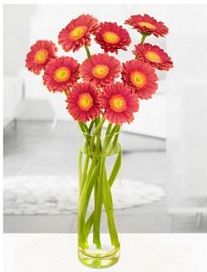 Miflora: Blumenstrauß Germini für 9,90 Euro inkl. Versand