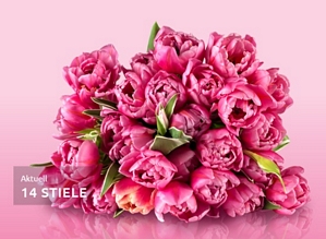 Miflora: Tulpen-Rally mit bis zu 20 pinken Tulpen für 17,90 Euro inkl. Versand