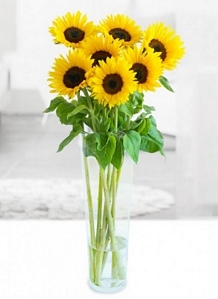 Miflora: Blumenstrauß Helia mit 7 Sonnenblumen für 12,90 Euro
