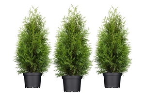 3 Stck. Lebensbaum für 1 laufenden Meter Hecke 80-100 cm 3 Liter Topf